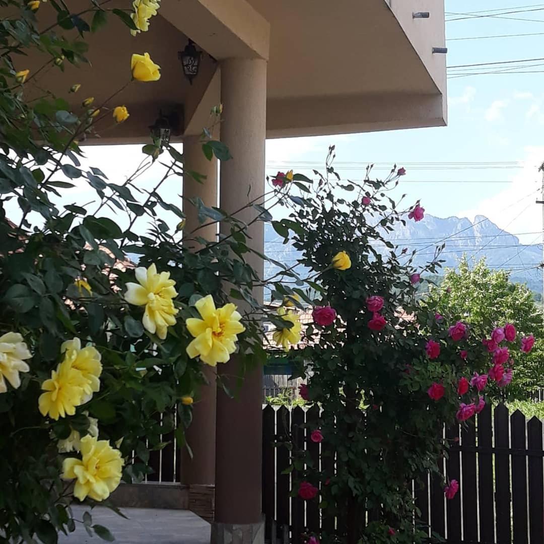 Casa Delia Hotel Călimăneşti Eksteriør billede